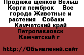 Продажа щенков Вельш Корги пемброк  - Все города Животные и растения » Собаки   . Камчатский край,Петропавловск-Камчатский г.